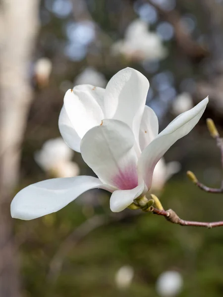 Close Buds Flowers Magnolia Bright Blue Sky Background Blossoming Magnolia — Stock Photo, Image
