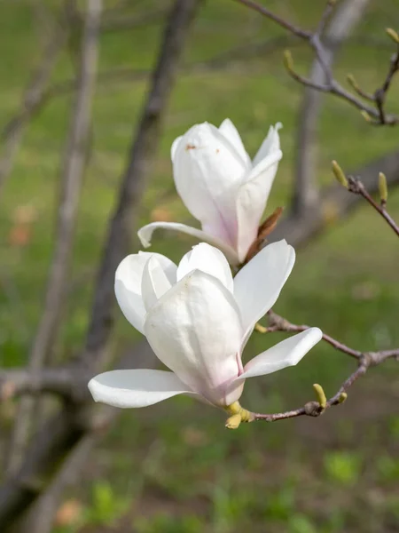 Close Buds Flowers Magnolia Bright Blue Sky Background Blossoming Magnolia — Stock Photo, Image