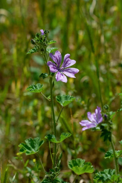 Foto Makro Dari Malva Sylvestris Pada Latar Belakang Hijau Catatan — Stok Foto