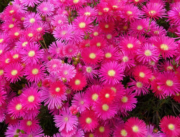 Primer Plano Flor Matsubagiku Plena Floración — Foto de Stock