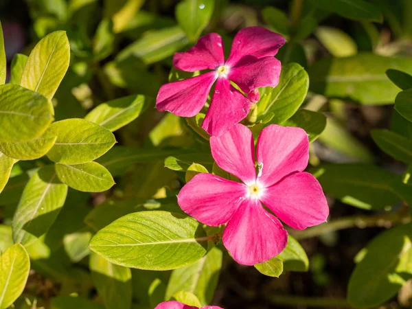 Flores Olivo Rosa Florecientes Oleander Nerium Cerca Enfoque Selectivo — Foto de Stock