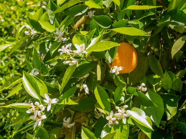 Närbild Apelsinträd Trädgården Selektivt Fokus — Stockfoto