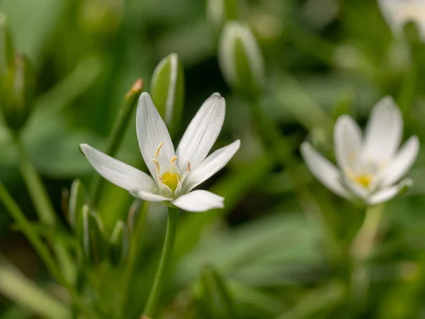 Estrella Del Jardín Belén Flores Blancas Que Crecen Bulbos Flores —  Fotos de Stock