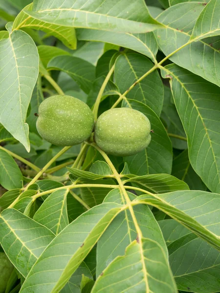 Noce Verde Che Cresce Albero Vicino — Foto Stock