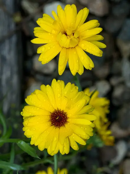 Žluté Květy Sedmikrásky Slunečnicový Styl Zelenými Listy Rozmazaném Pozadí Makro — Stock fotografie