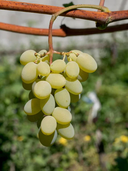 Bunches Wine Grapes Close View Fresh Sweet Wine Grape Ripe — Zdjęcie stockowe