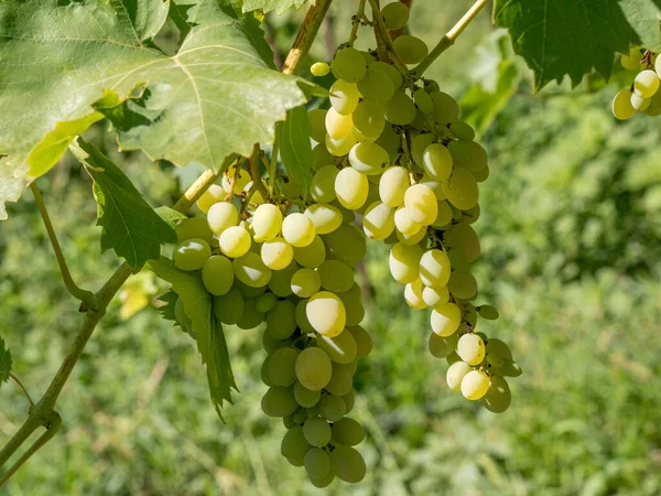 Bunches Wine Grapes Close View Fresh Sweet Wine Grape Ripe — Zdjęcie stockowe
