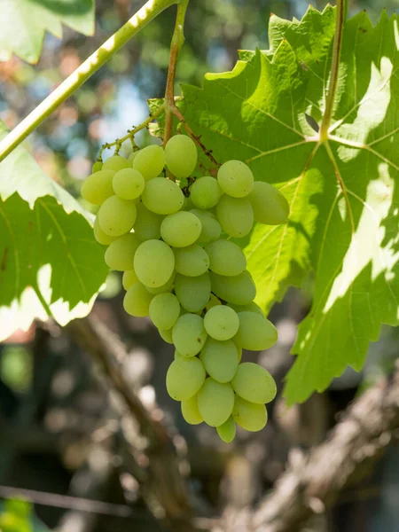 Bunches Wine Grapes Close View Fresh Sweet Wine Grape Ripe — Stockfoto