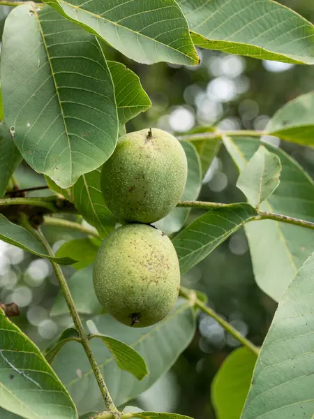 Καρυδιά Κοντά Πράσινα Φρούτα Μακρο Βολή — Φωτογραφία Αρχείου