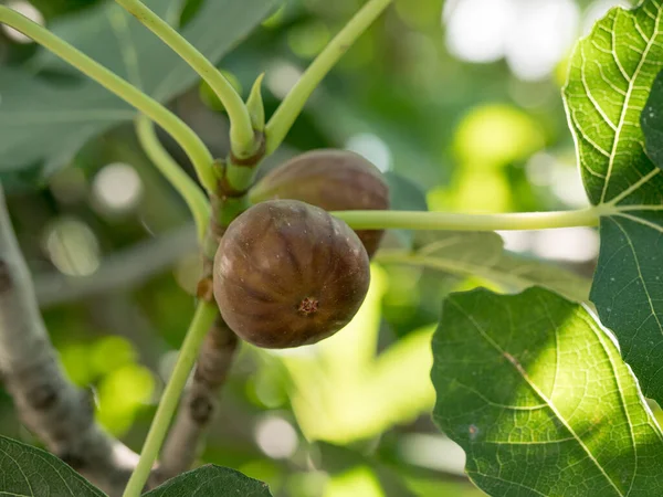 Ripe Fig Fruits Tree Branch Green Figs Tree Summer Day — 图库照片