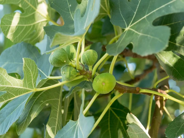 Ripe Fig Fruits Tree Branch Green Figs Tree Summer Day — 图库照片