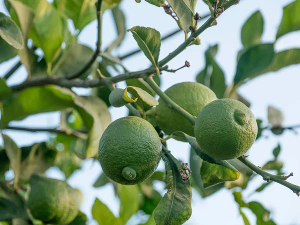 Κλείστε Lime Φρούτα Lime Πράσινο Δέντρο Κρέμεται Από Κλαδιά Του — Φωτογραφία Αρχείου