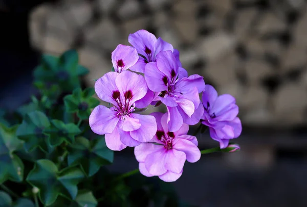 Pelargonium Capitatum Naar Roos Geurende Pelargonium — Stockfoto