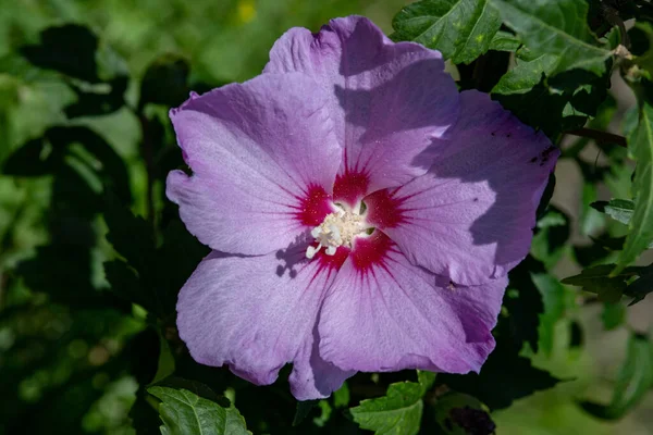 Hibiscus Syriacus Rosa Sharon Creciendo Entorno Natural Con Follaje Fondo —  Fotos de Stock