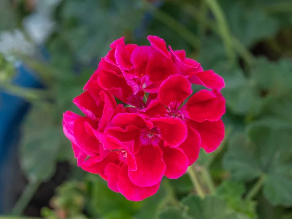 Pelargonium Nebo Muškát Kvetou Jasně Červeně Detailní Záběr Okvětních Lístků — Stock fotografie