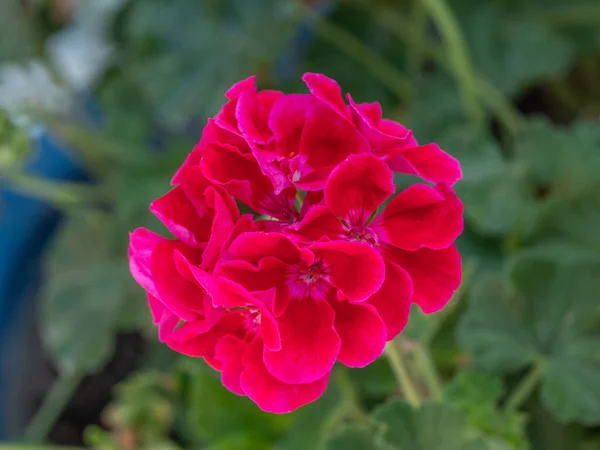 Pelargonia Lub Geranium Kwitną Jasno Czerwono Zbliżenie Płatków Geranium — Zdjęcie stockowe