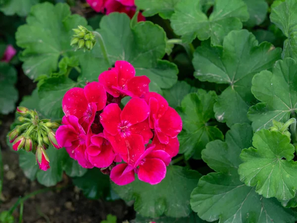 Pelargonium Geranium Bloom Bright Red Closeup Petals Geranium Plant — 图库照片