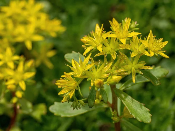 Schöne Goldene Blüten Der Sukkulente Und Heilpflanze Sedum Hybridum — Stockfoto