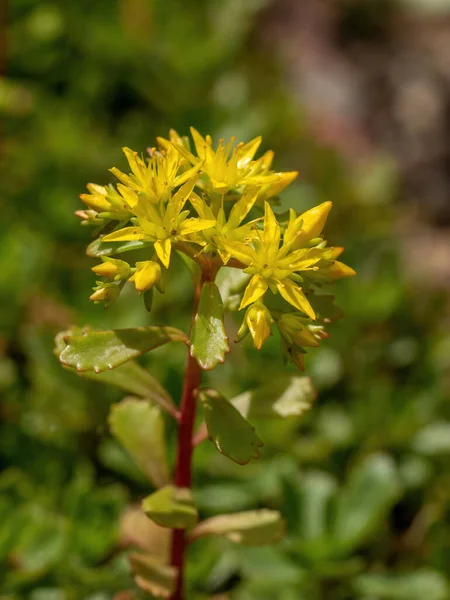Mooie Gouden Bloemen Van Sappige Medicinale Plant Sedum Hybridum — Stockfoto