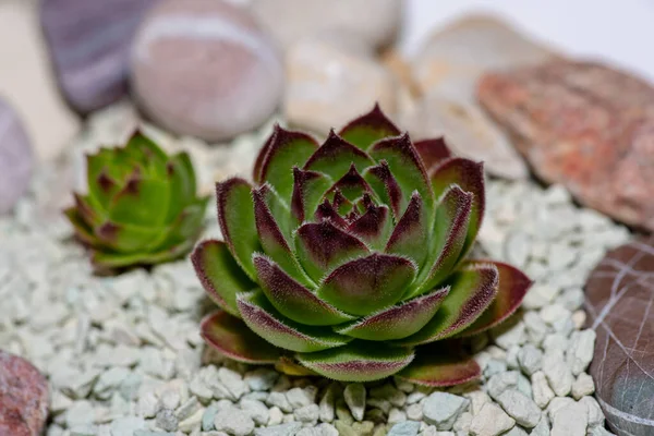 Μακρο Φωτογραφία Του Λουλουδιού Sempervivum Sempervivum Arachnoideum Sempervivum Tectorum — Φωτογραφία Αρχείου