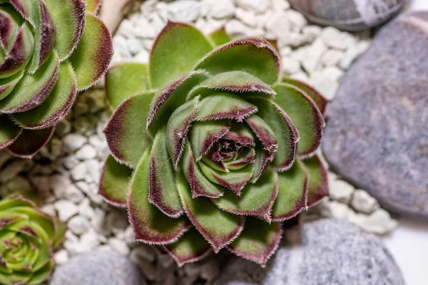 西洋参花 Sempervium Arachnoideum Sempervivum Tectorum 的宏观照片 — 图库照片