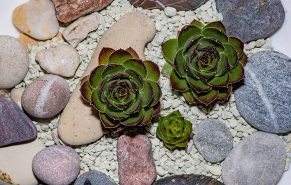 Макрофото Цветка Sempervivum Sempervivum Arachnoideum Sempervivum Tectorum — стоковое фото