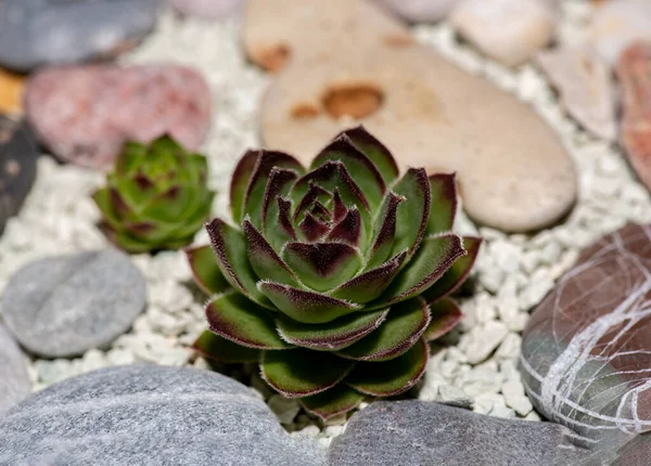 Макро Фото Квітки Семпервівум Sempervivum Arachnoideum Sempervivum Temtorum Чудова Рослина — стокове фото