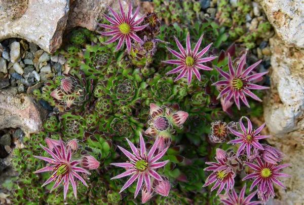 Sempervivum Montanum Crassulaceae Famille Des Pierres Europe — Photo