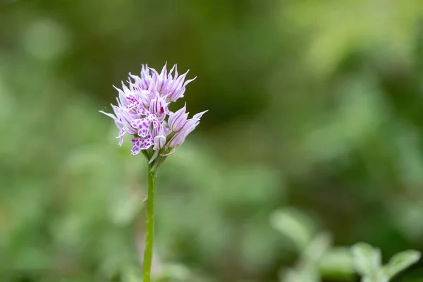 Close Van Een Orchidee Met Drie Tanden Neotinea Tridentata — Stockfoto