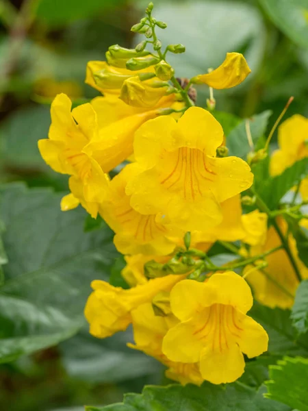 Close Yellow Tecoma Stans Flower Nature Garden Trumpetbush — Stock Photo, Image