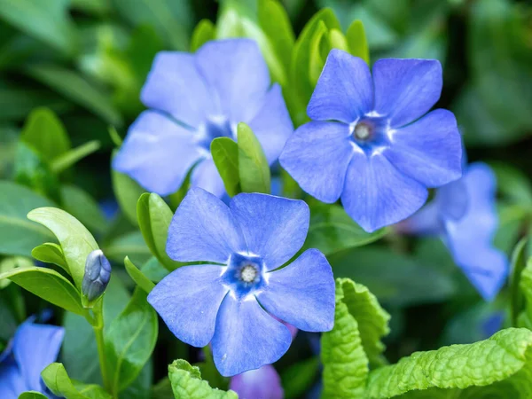 Modrá Méně Okázalá Vinca Drobné Květiny Listy Zblízka Důležité Medicíně — Stock fotografie