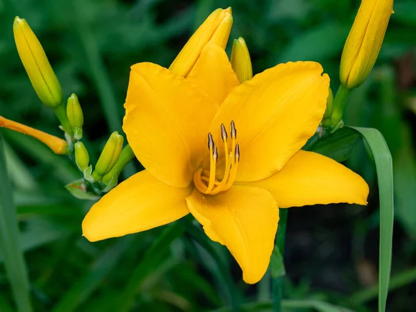 Belle Fleur Jaune Citron Day Lily Dans Jardin Été Fond — Photo