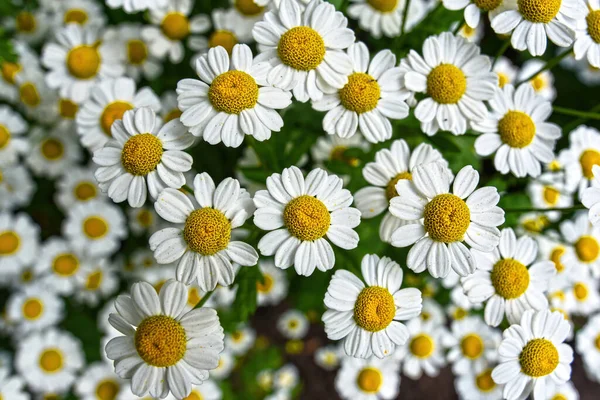 Matricaria Parthenium Tanacetum Parthenium Zlocien Maruna Chrysanthemum Parthenium Саду Стоковое Изображение