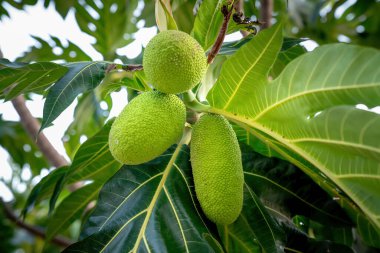 Group of fresh chempedak arils a fruit native to South East Asia region. (scientific name Artocarpus integer