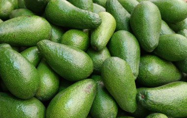 Avokado ayrıca, tek bir tohum içeren büyük bir meyve olan Avokado ağacının meyvesidir..
