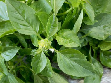 Close-up fresh sweet basil .Aromatic culinary herbs basil