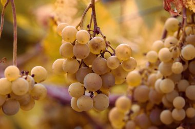  Close up image of   grapes.  Bunch of fresh ripe green grapes.