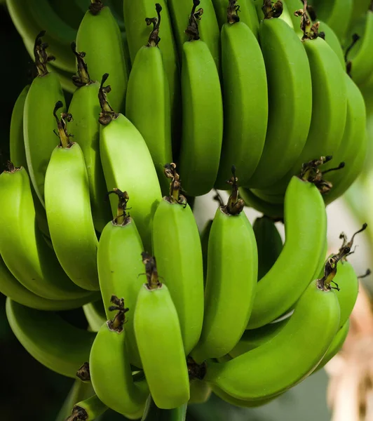 Árbol Plátano Con Racimo Plátanos Verdes Crudos Hojas Plátano Verde —  Fotos de Stock