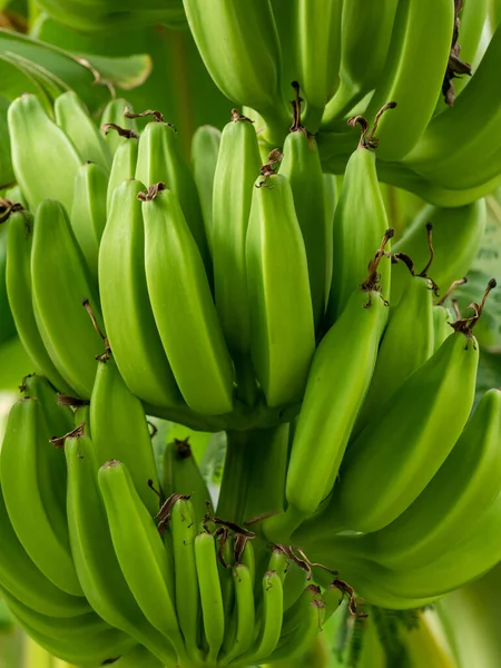 生の緑のバナナとバナナの緑の葉の束を持つバナナの木 バナナ農園を栽培 熱帯フルーツファーム 下痢や胃炎の治療のための漢性薬 オーガニック食品 — ストック写真
