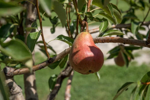 Red Green Pears Ripen Summer Garden — Zdjęcie stockowe