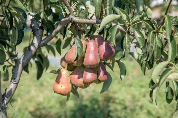 Red Green Pears Ripen Summer Garden — Zdjęcie stockowe