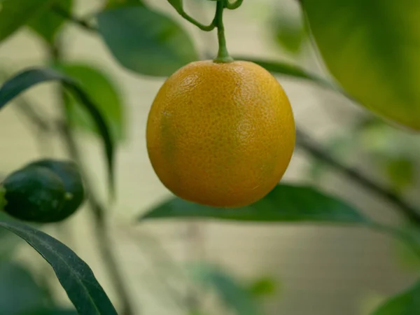Calamondin Citrus Trees Cross Mandarin Orange Kumquat — Zdjęcie stockowe