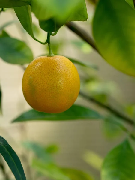 Calamondin Citrus Trees Cross Mandarin Orange Kumquat — Stockfoto