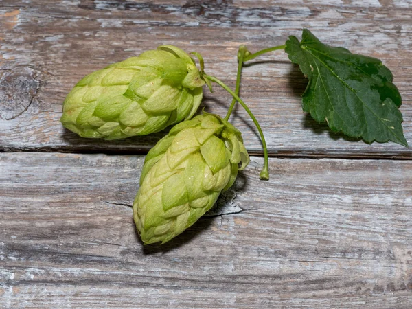Grüne Reife Hopfenzapfen Zutat Für Die Bierproduktion Blick Von Oben — Stockfoto