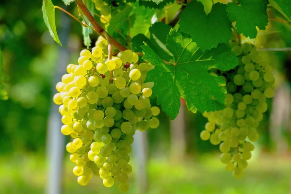 Close Image Grapes Bunch Fresh Ripe Green Grapes — Stockfoto