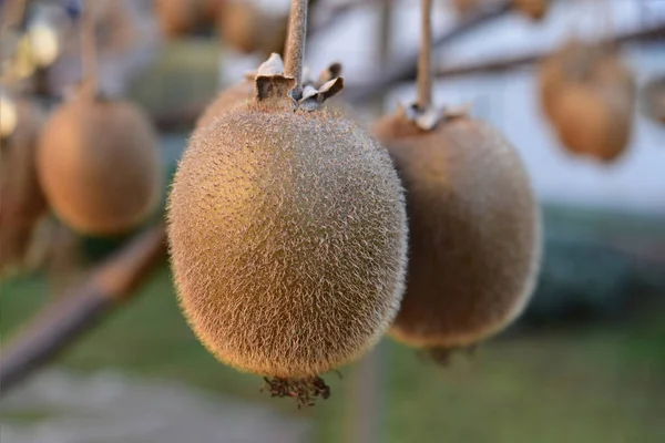 Naturlig Kiwi Mognad Trädgrenar Fruktträdgård — Stockfoto