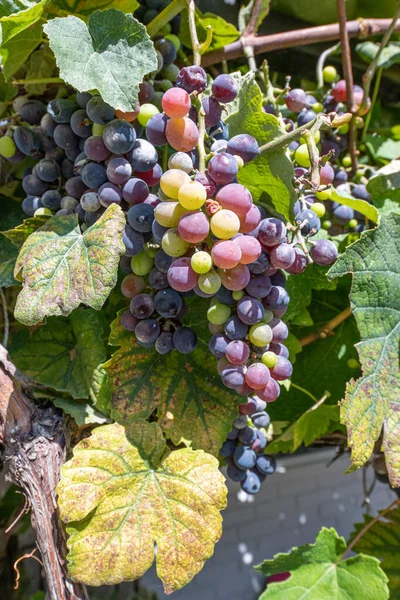 Close Image Grapes Bunch Fresh Ripe Green Grapes — Zdjęcie stockowe
