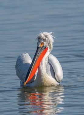 Dalmaçyalı kıvırcık pelikan (Pelecanus crispus) dünyanın en büyük tatlı su kuşu