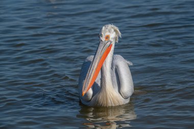 Dalmaçyalı kıvırcık pelikan (Pelecanus crispus) dünyanın en büyük tatlı su kuşu