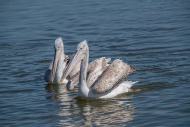 Dalmaçyalı kıvırcık pelikan (Pelecanus crispus) dünyanın en büyük tatlı su kuşu